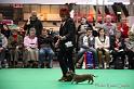 Crufts2011_2 1648